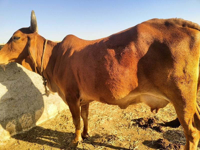 ગાય