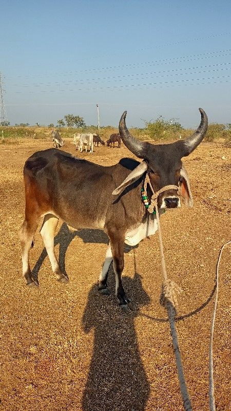 4 દાતે છે