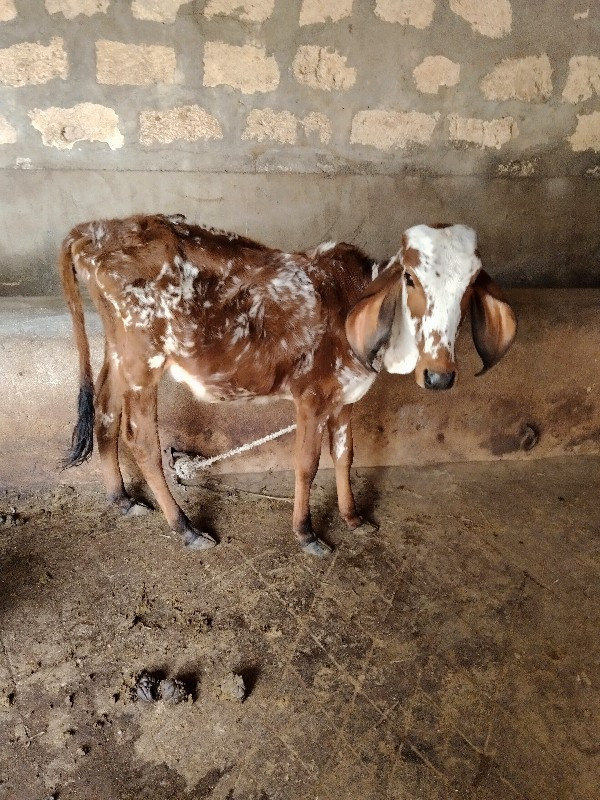 ઓળકિયુ આપવાનું...