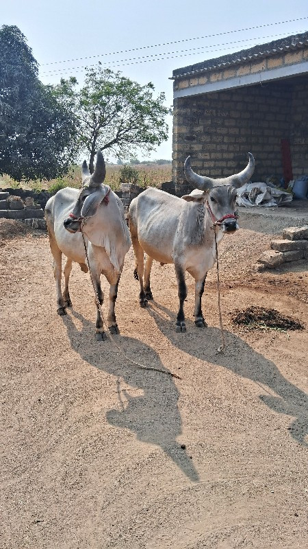 ઞોઢલા