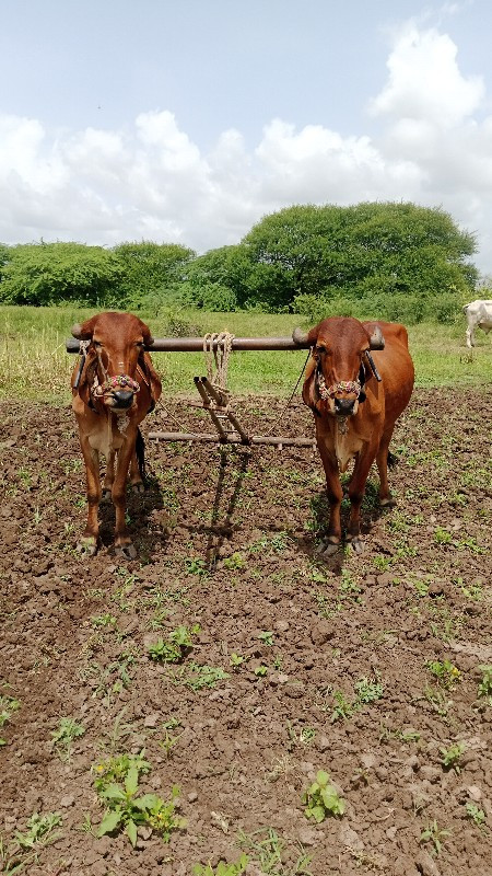 બળદ ગોરીયા