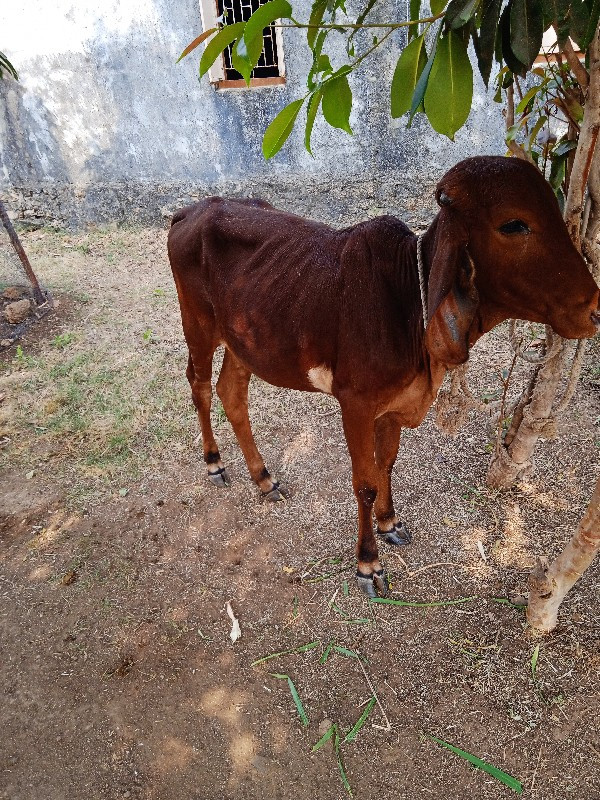 હોળકી વેશવાની છ...