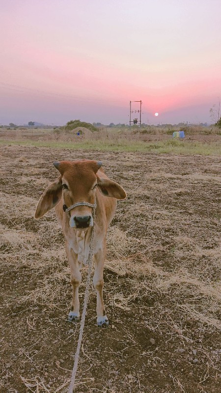 વાછડી વેચવાની છ...