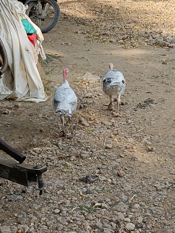 ટર્કી ફિમેલ વેચ...