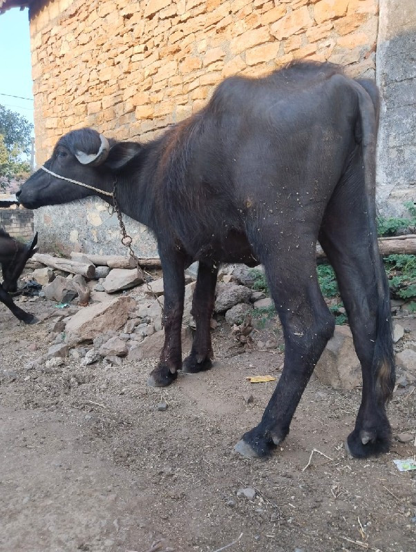 જોટો વેચ વાનો છ...