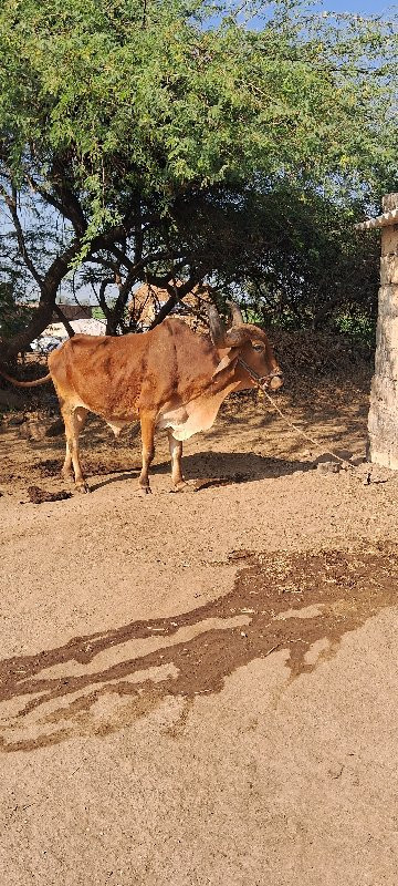 બડદ વેચવા નો છે