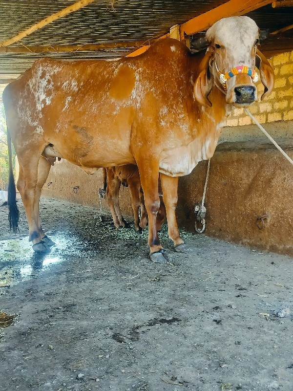 ગાય દેવાનિછે