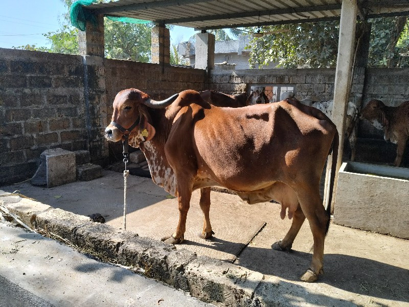 ગાય