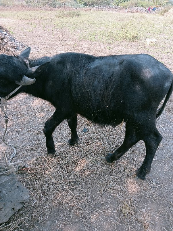 પાડો વેચવાનો છે...