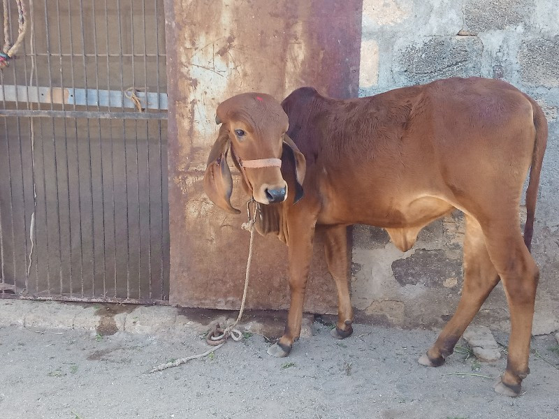 ગિર વાછડી