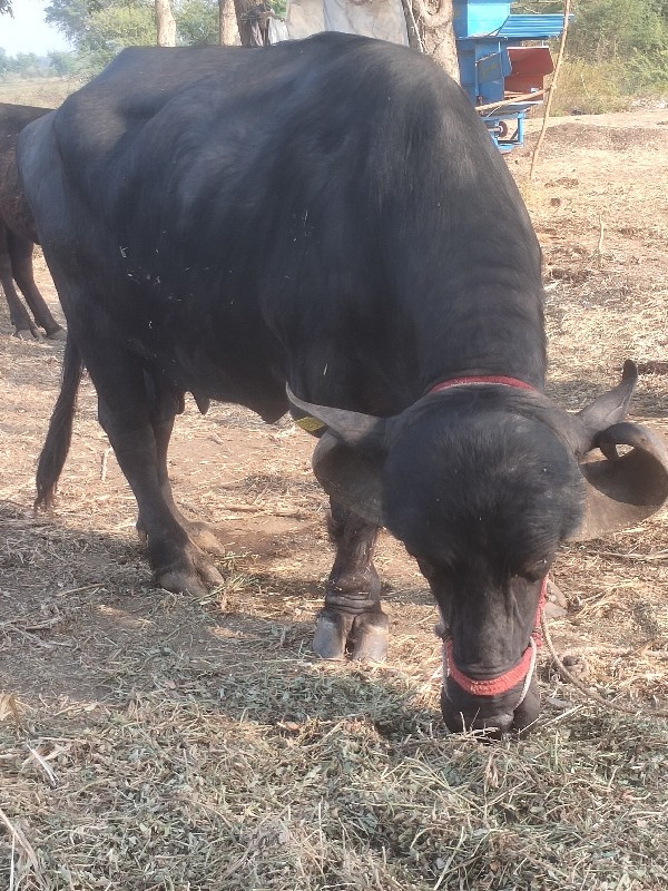 ભેંસ વેચવાની છે...