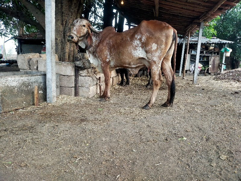 ગીર ગાય વે સવાન...