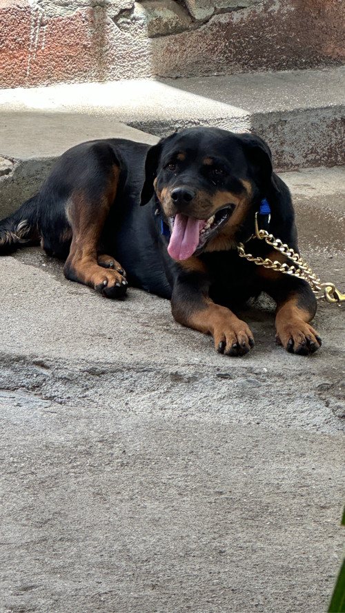 Rottweiler fema...