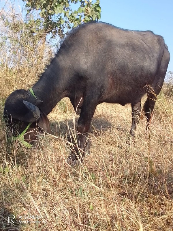 ખડલા વેચવાના છે...