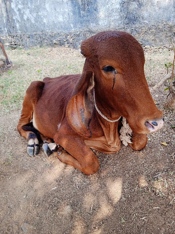 હોળકી વેશવાની છ...