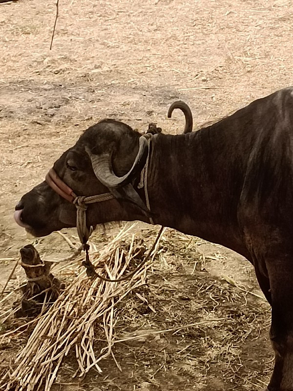 ભેંસ વેચવાની છે...