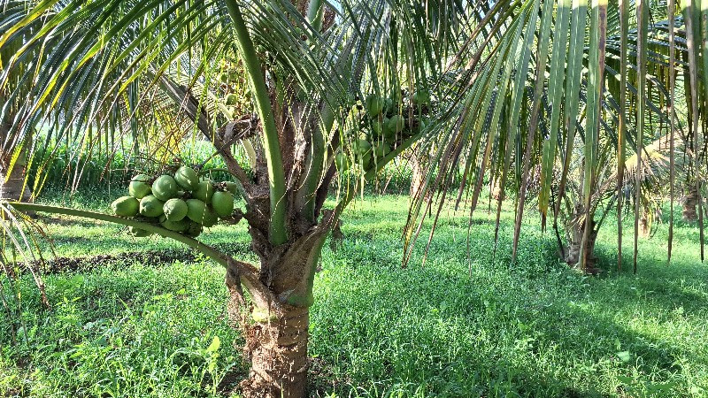 લોટણનારયલી ના ર...