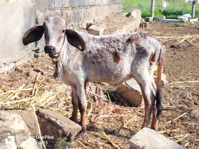 વાસઙી