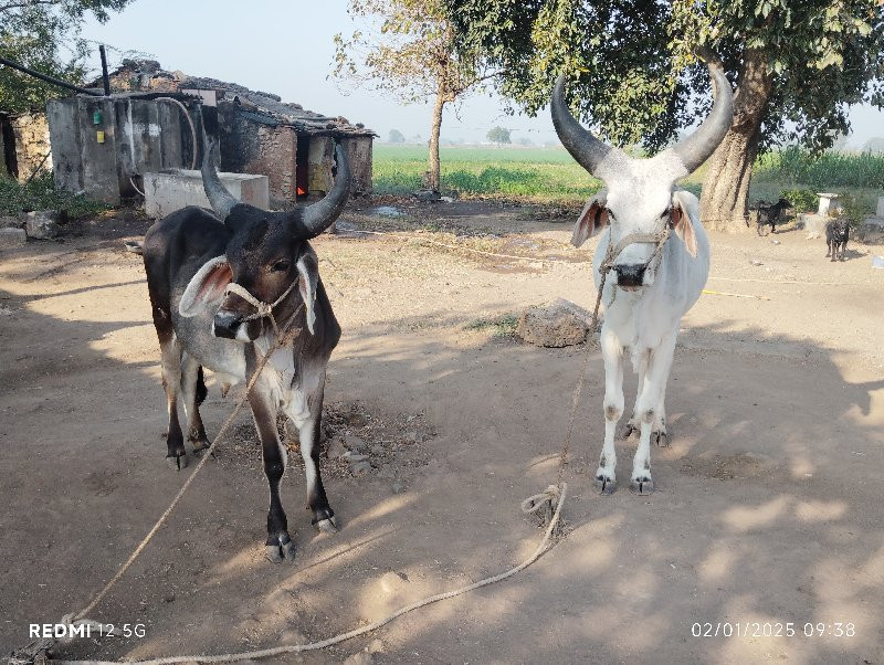 બળદ વેચવાના છે