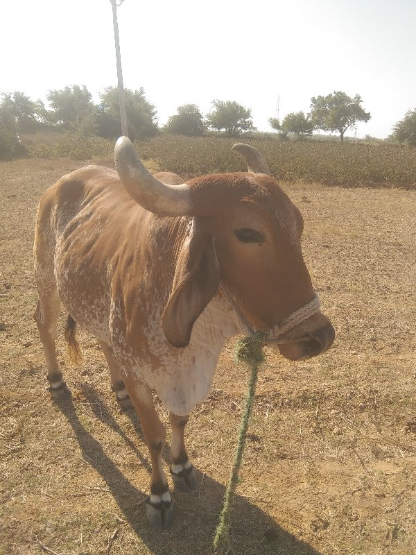 બળદ વેચવાનો છે