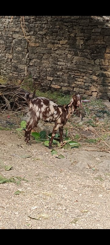 બકરી વેચવા ની છ...