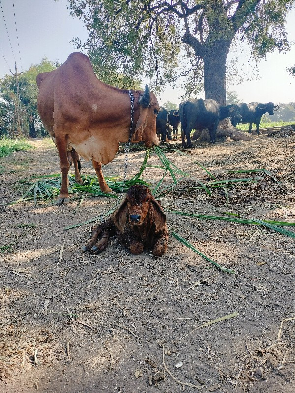 ગાય વેચવાની છે