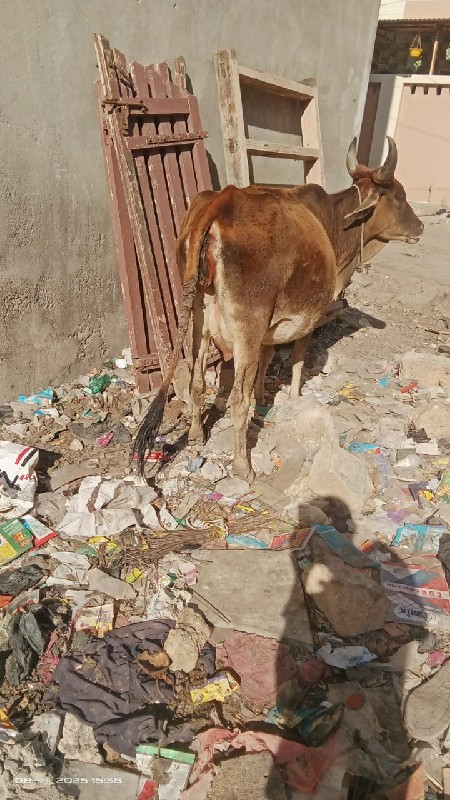 ગાય વેચવાની છે.