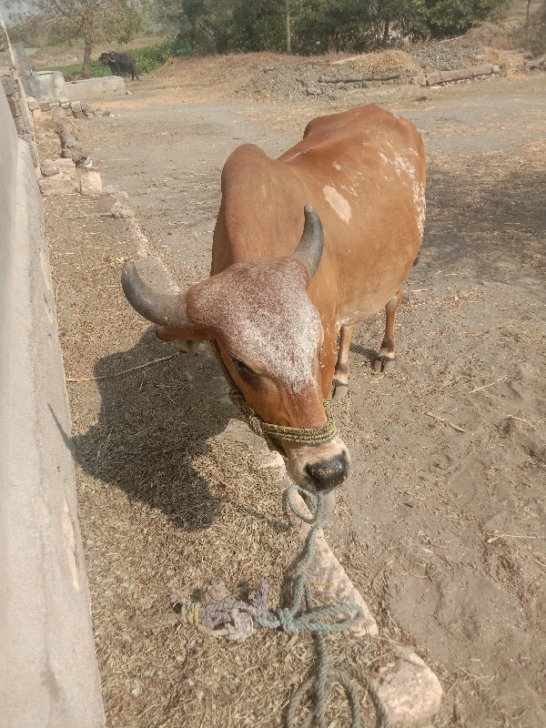 ગાયવેચવાનુછેબીજ...