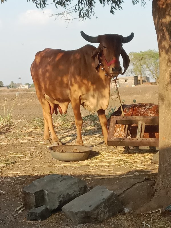 ગીર ગાય વેચવાની...