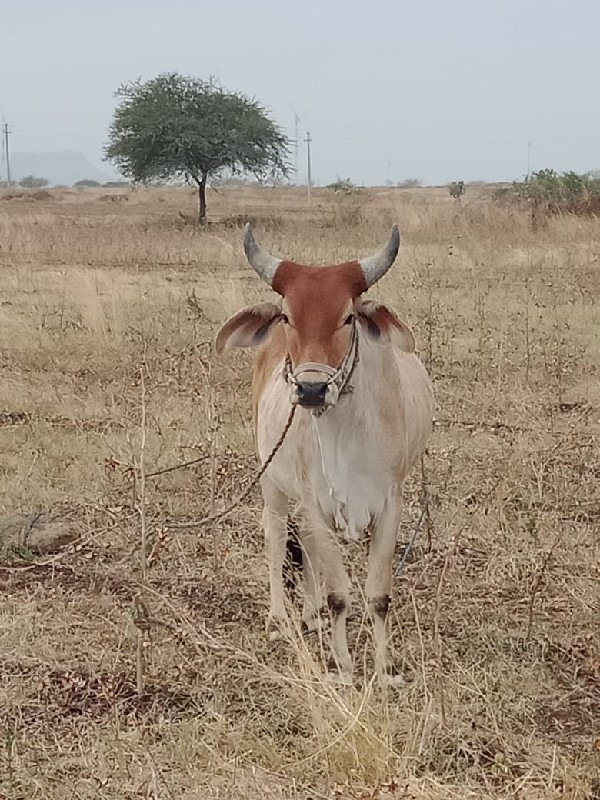 ગોધલા