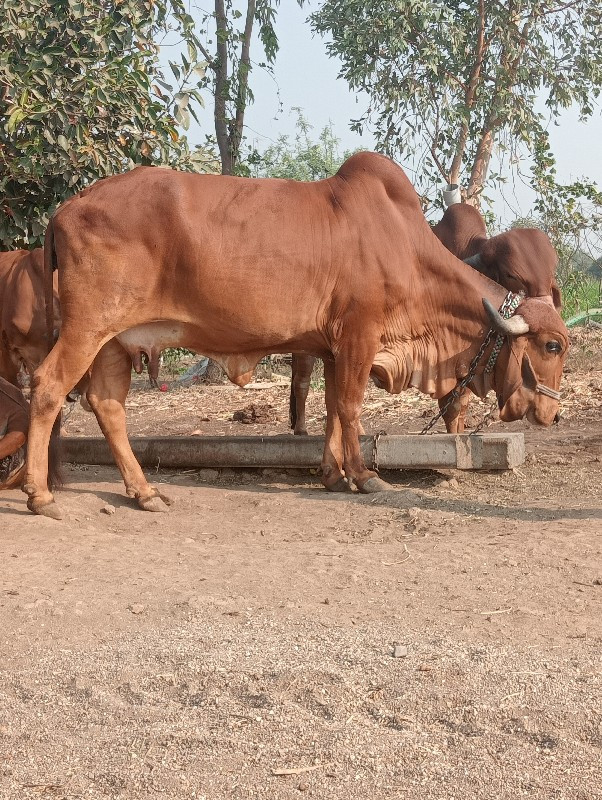 ગાય