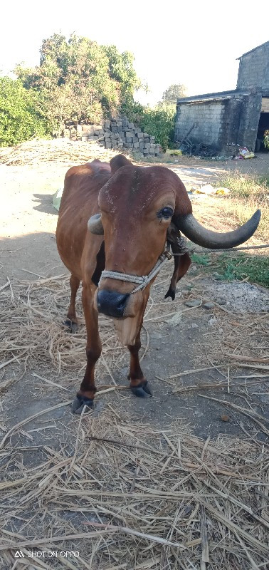 બળદ વેંચવા નો છ...