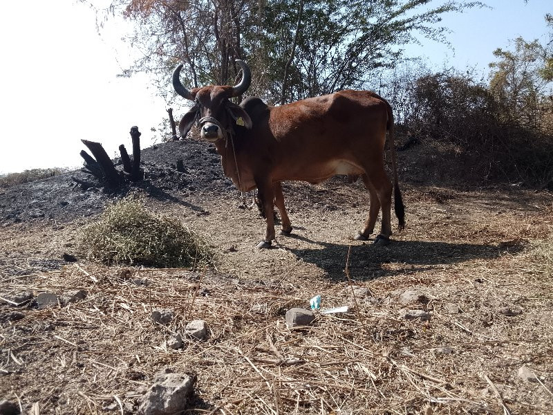 ત્રીજા વેતરમાં...