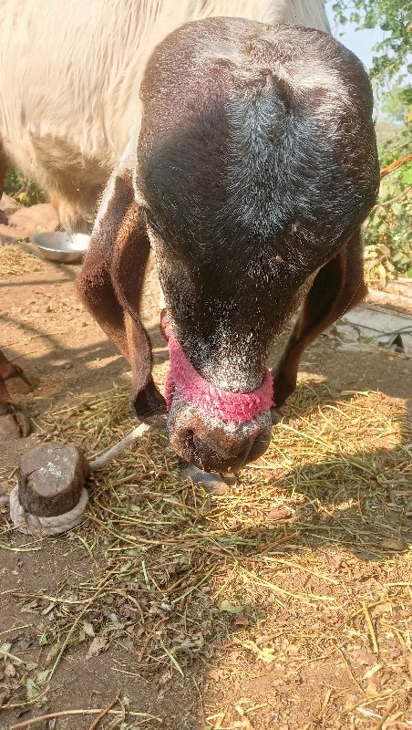 વાછરડો દેવા નો...