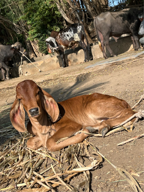 ગાય દેશી વેસવાન...