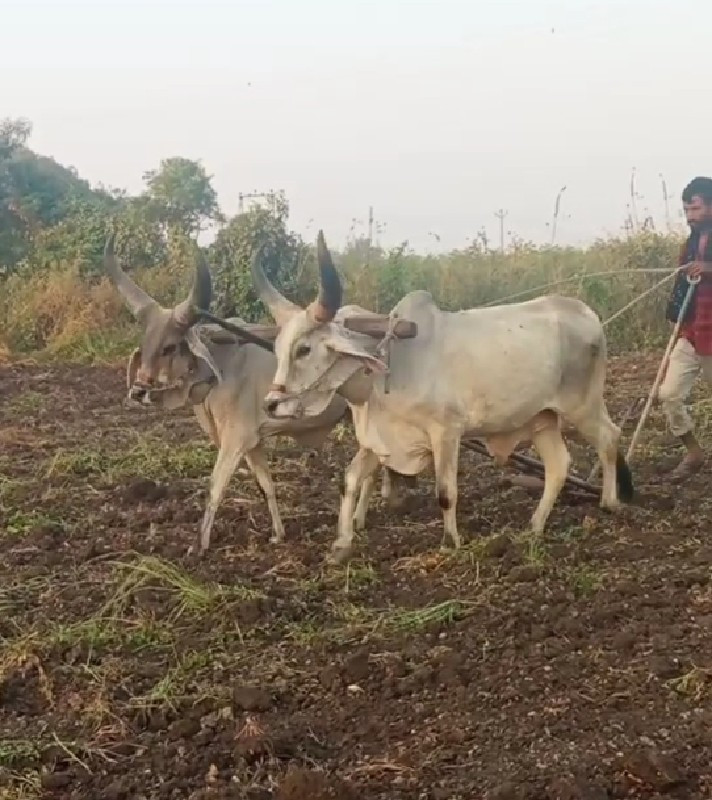 ગોધલા વેસવાના છ...