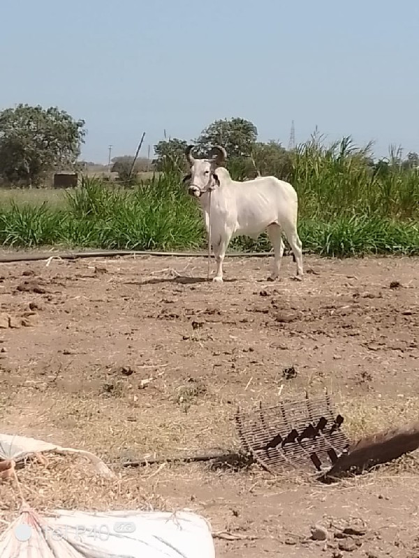 વેચવાનુછે