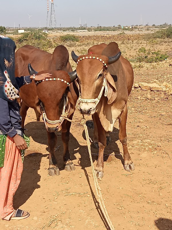 ગોધલાવેચવાનાચ