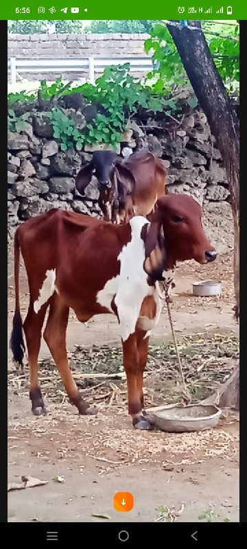 વાસણી વેસવા ની...