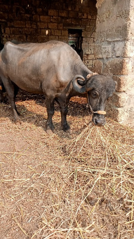 ખડેલી વેચવાની છ...