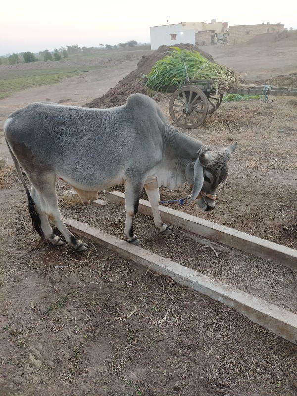 ગોઢલા વેચવાના છ...