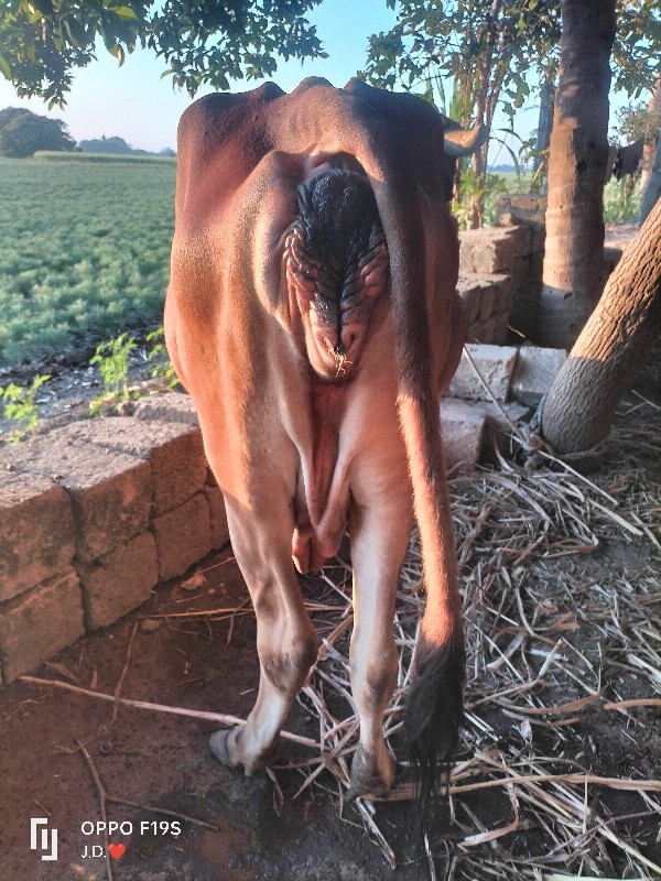 ગાય વેચવાની છે