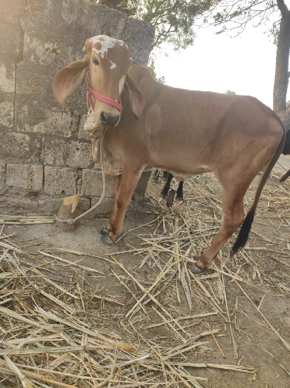 ગીર વાસડી. વેસવ...