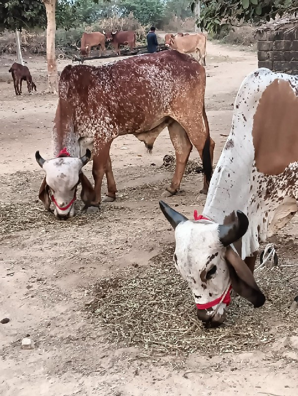 બરધ  વેસવા ના છ...