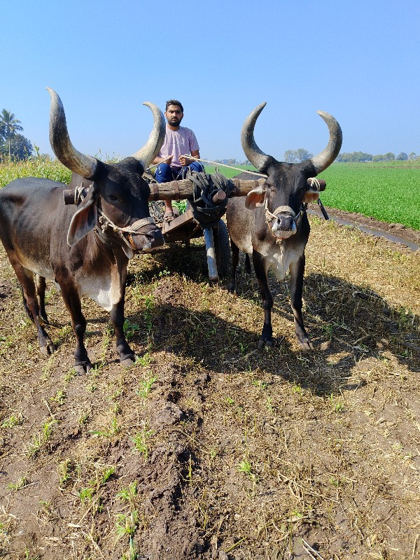 ગોઢલા વેચવાના છ...