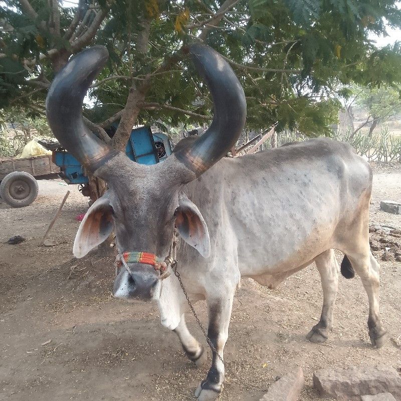 બળદવેશવાનોશેજવા...