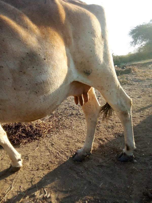 ગાય વેસવાની છે