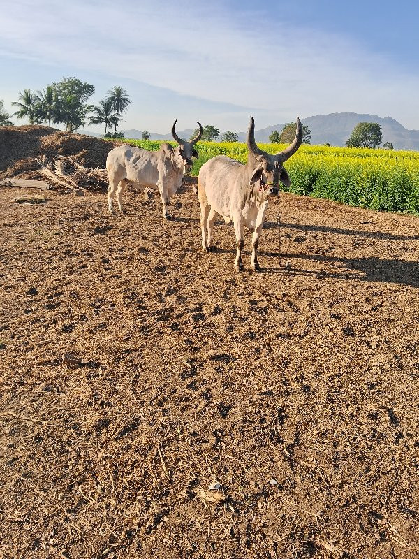 બળદ વેચવા ના છે