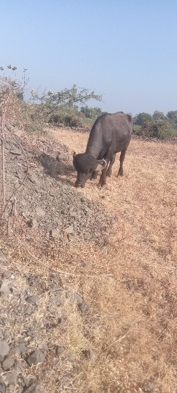 પાડો વેચવાનો