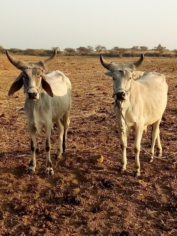 ગોઢલા વેચવા નાછ...